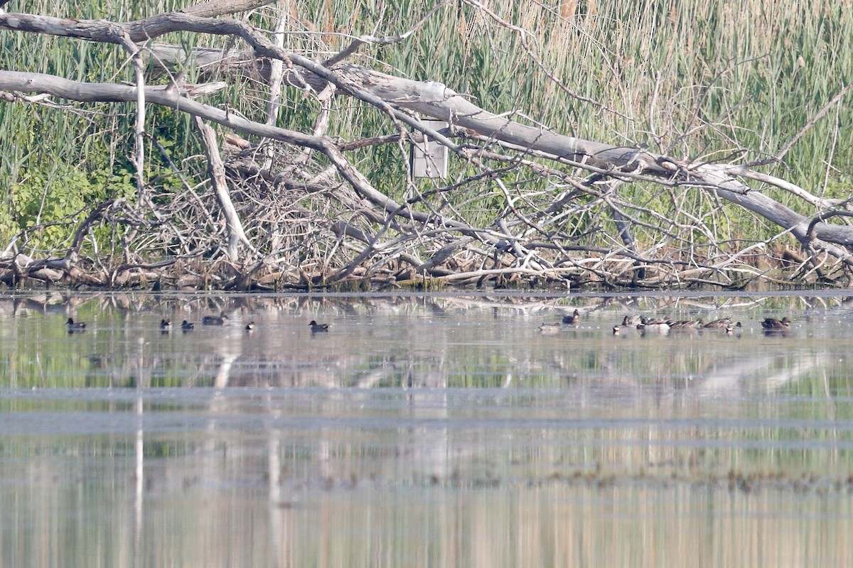 Ebird Checklist Jun Erie Marsh Preserve Gun Club Species