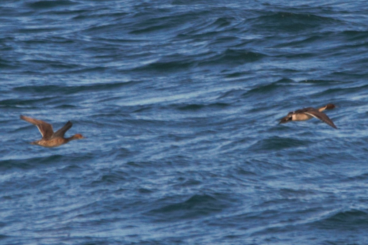 eBird Checklist 18 Jun 2023 Prince William SoundSeal Rocks