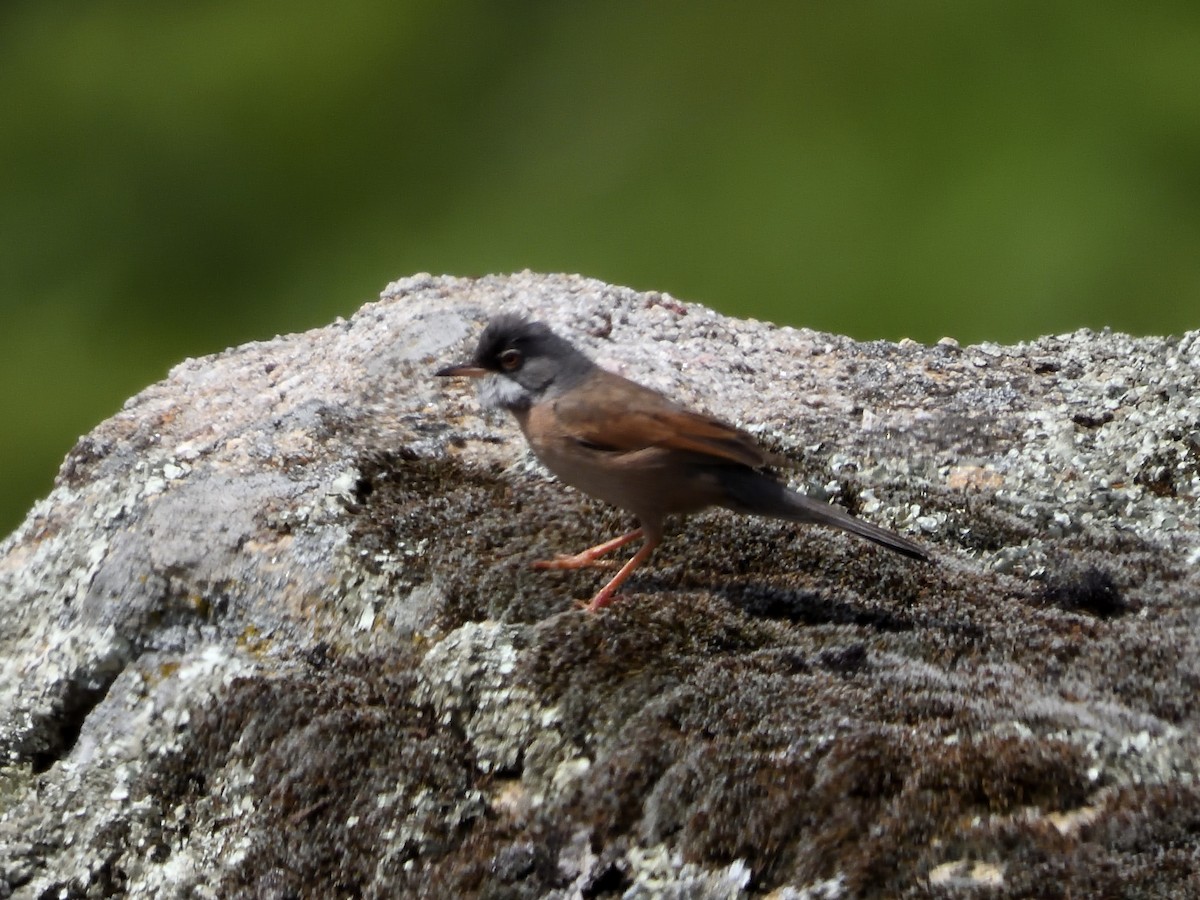 Spectacled Warbler - ML585979441