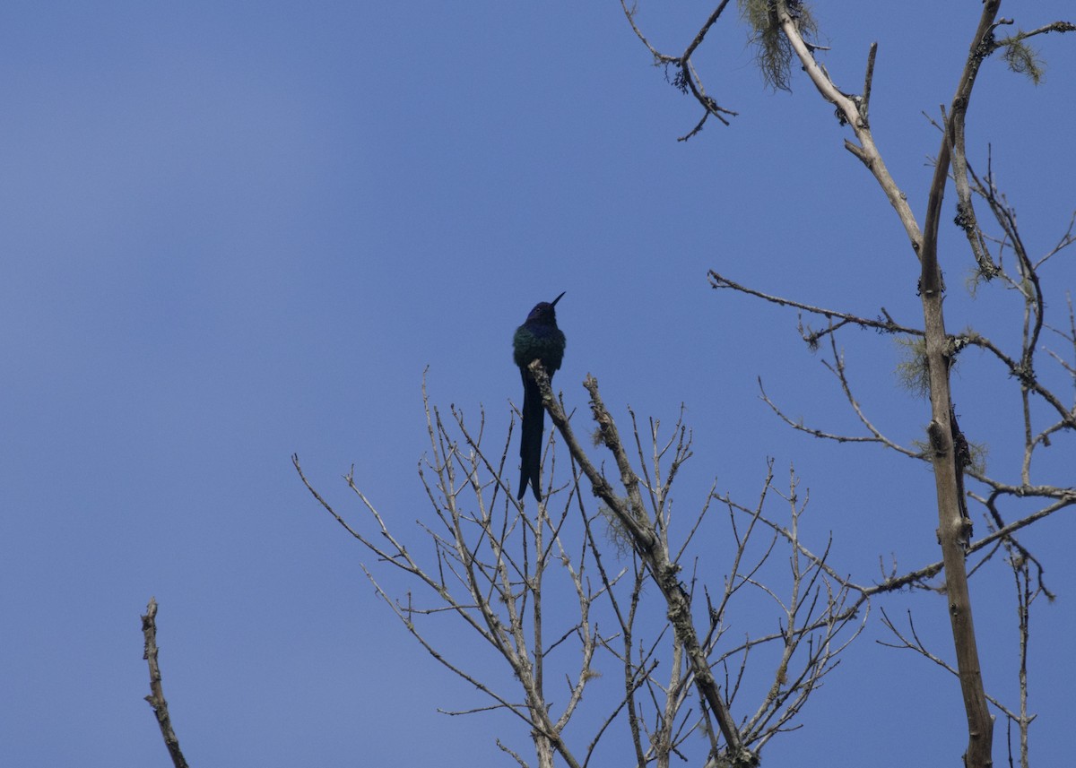 Swallow-tailed Hummingbird - ML585984871