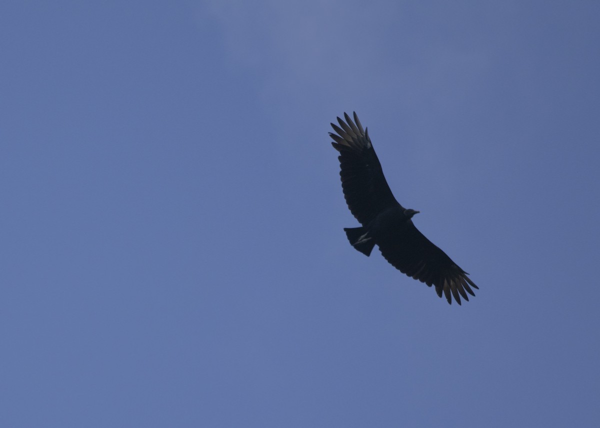 Black Vulture - Silvia Faustino Linhares