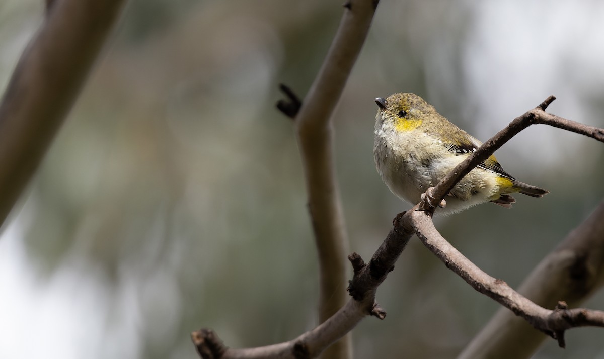 Forty-spotted Pardalote - ML585985341
