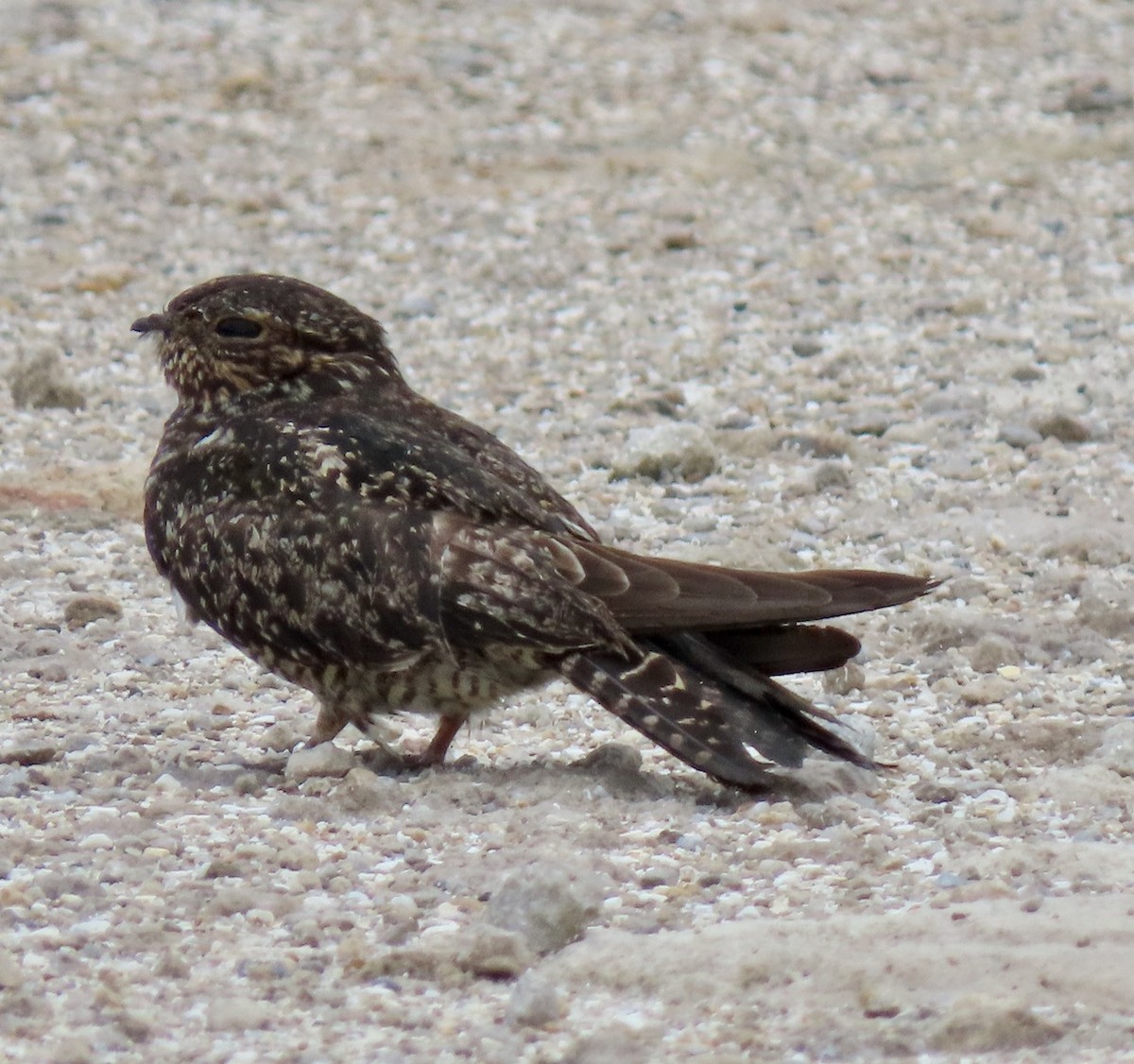 eBird Checklist 18 Jun 2023 New Vandergrift Rd 31 species