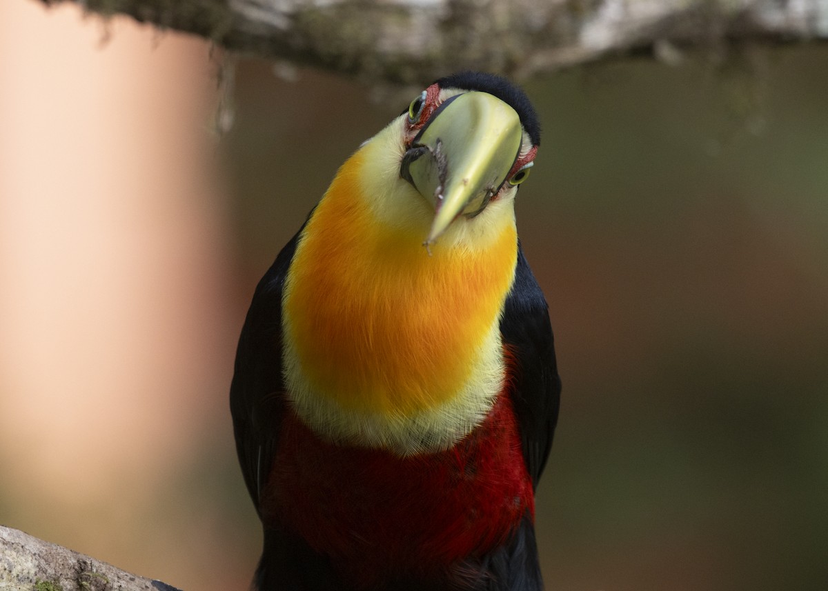 Red-breasted Toucan - ML585990941