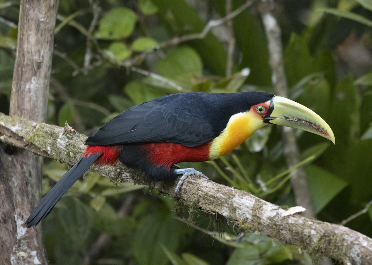 Red-breasted Toucan - ML585990971