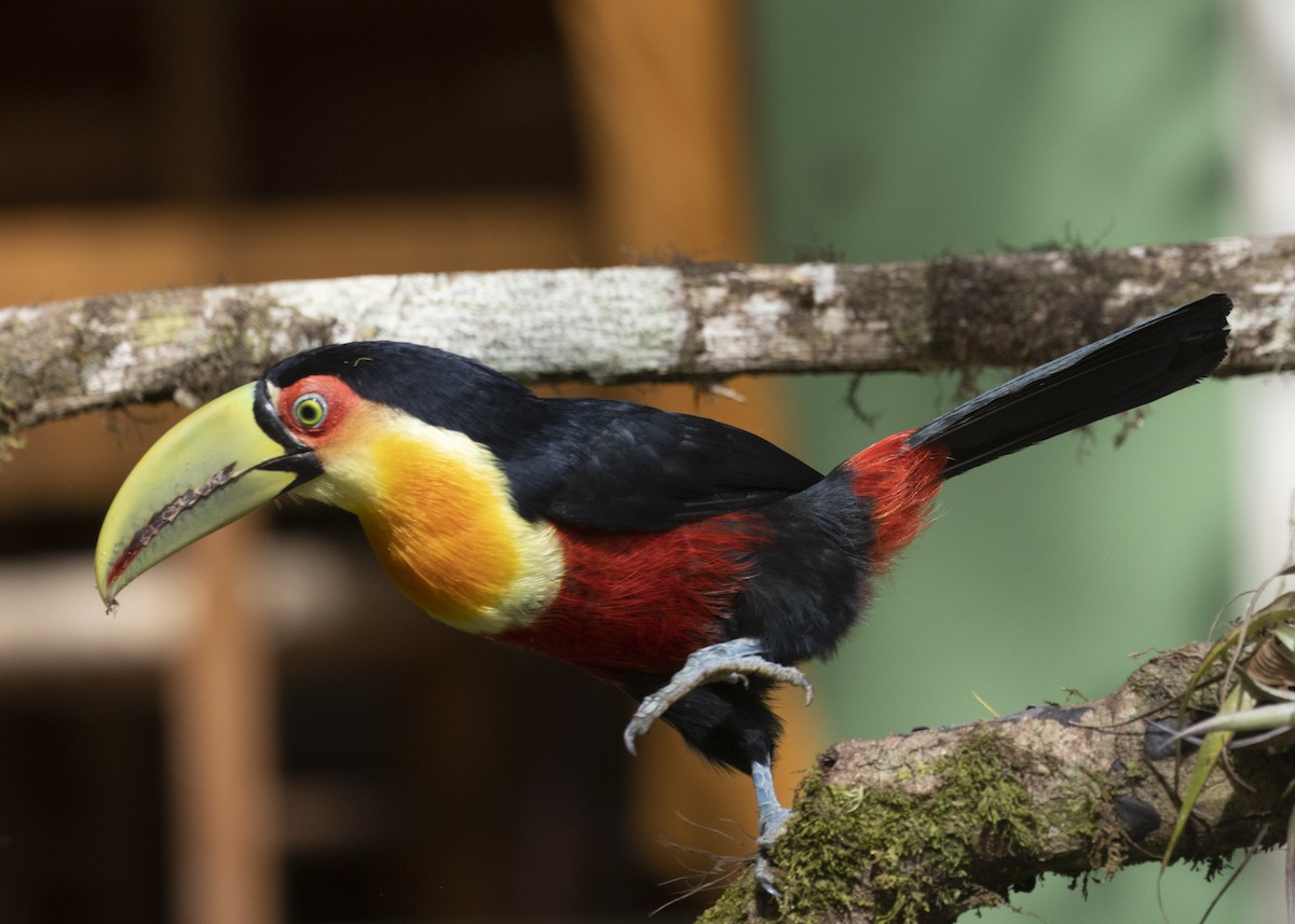 Red-breasted Toucan - ML585990991