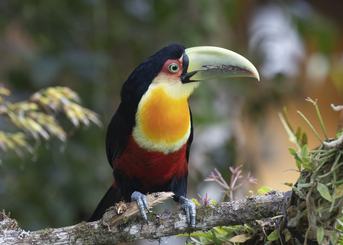 Red-breasted Toucan - ML585991031