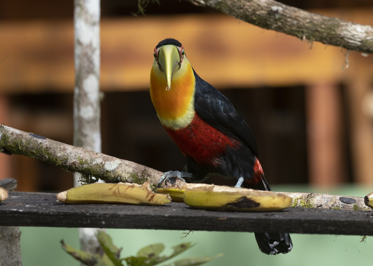 Red-breasted Toucan - ML585991081