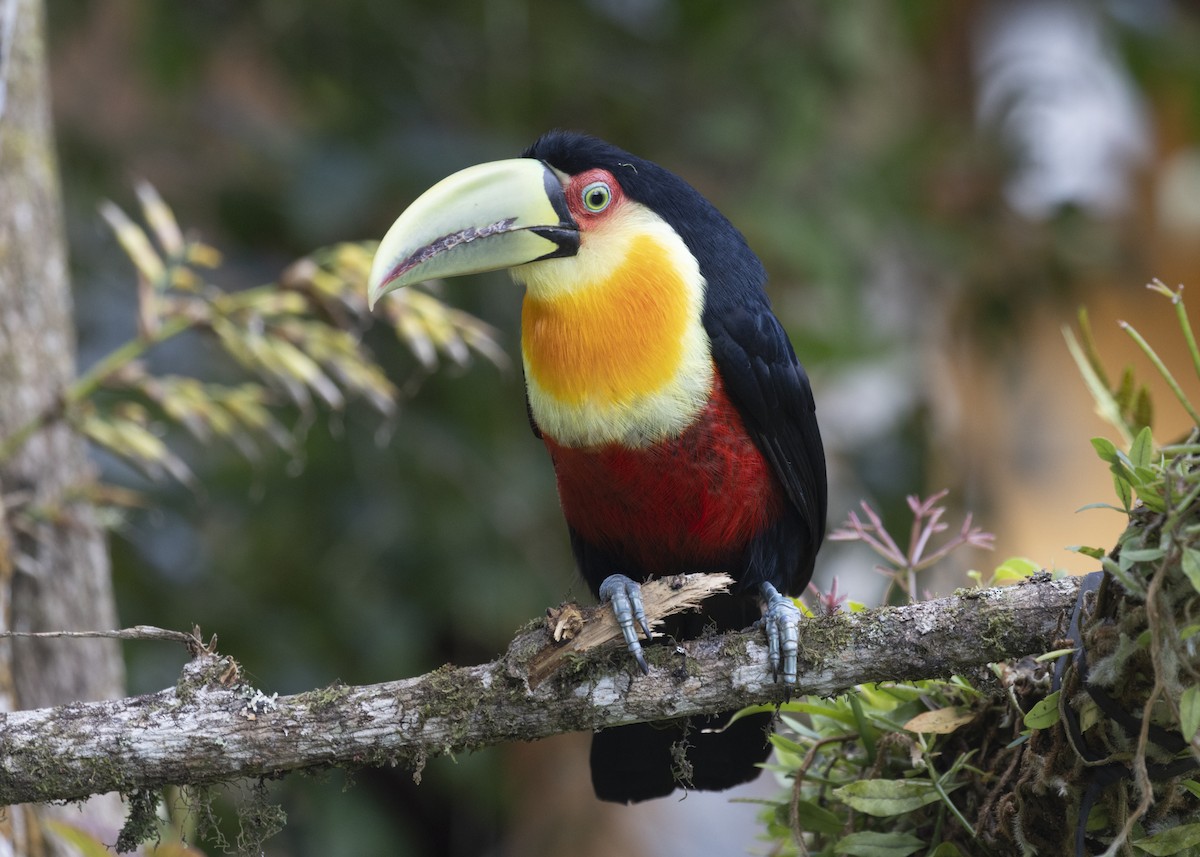 Red-breasted Toucan - ML585991091