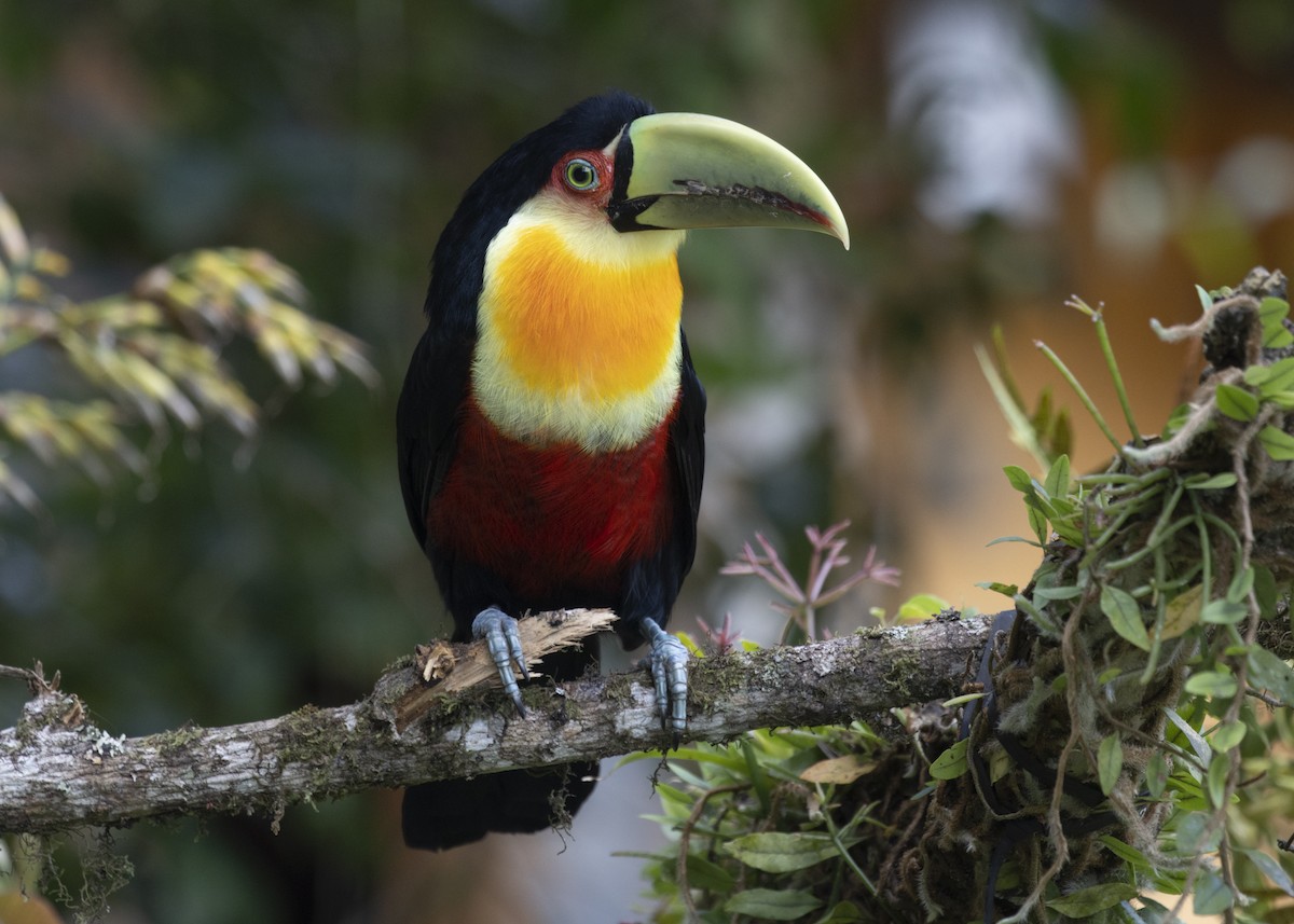 Red-breasted Toucan - ML585991111