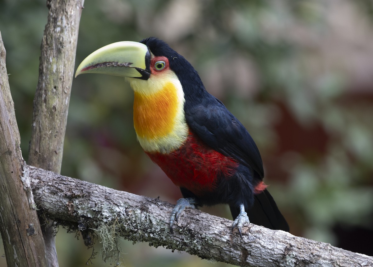 Red-breasted Toucan - ML585991161