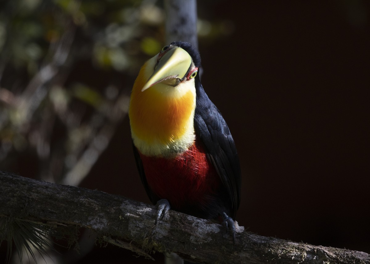 Red-breasted Toucan - ML585991311
