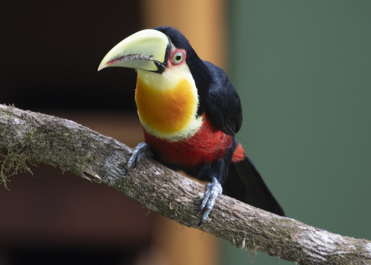 Red-breasted Toucan - ML585991321