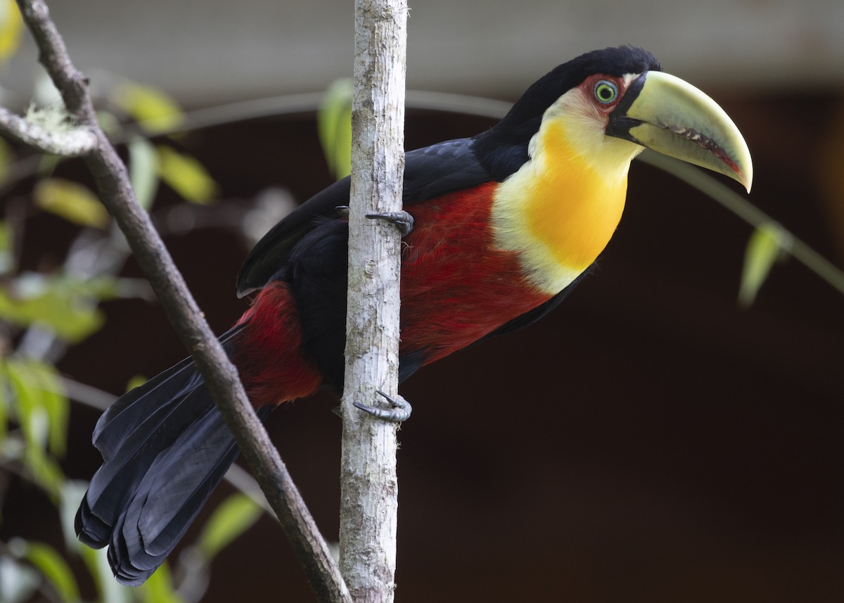 Red-breasted Toucan - ML585991331