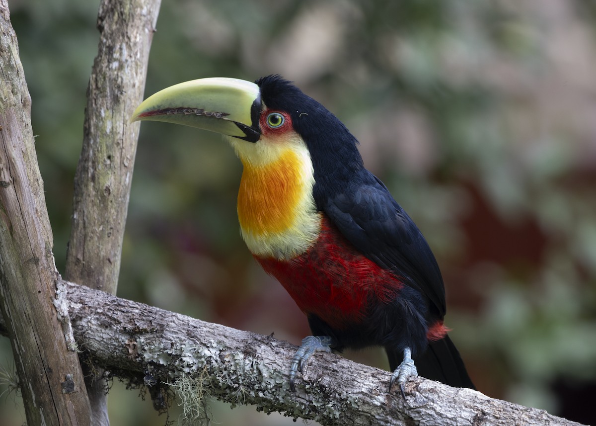 Red-breasted Toucan - ML585991391