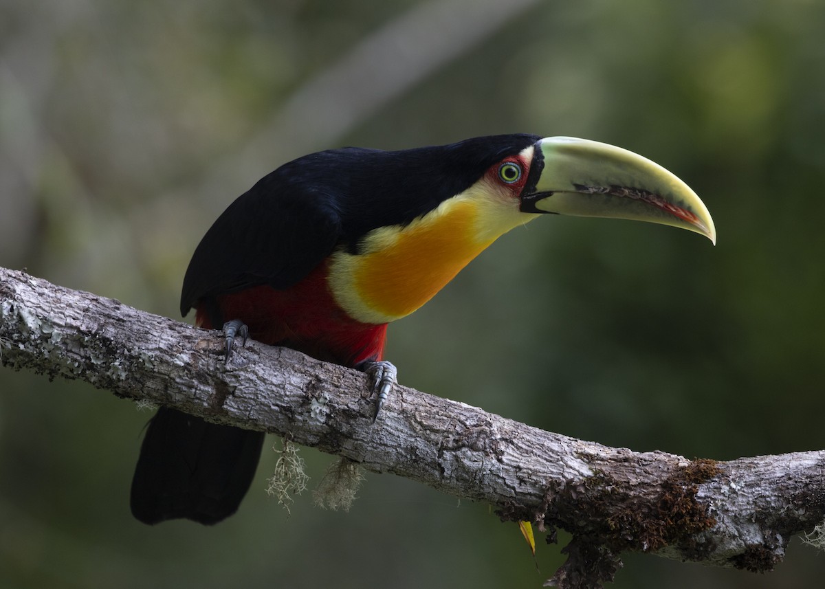 Red-breasted Toucan - ML585991411
