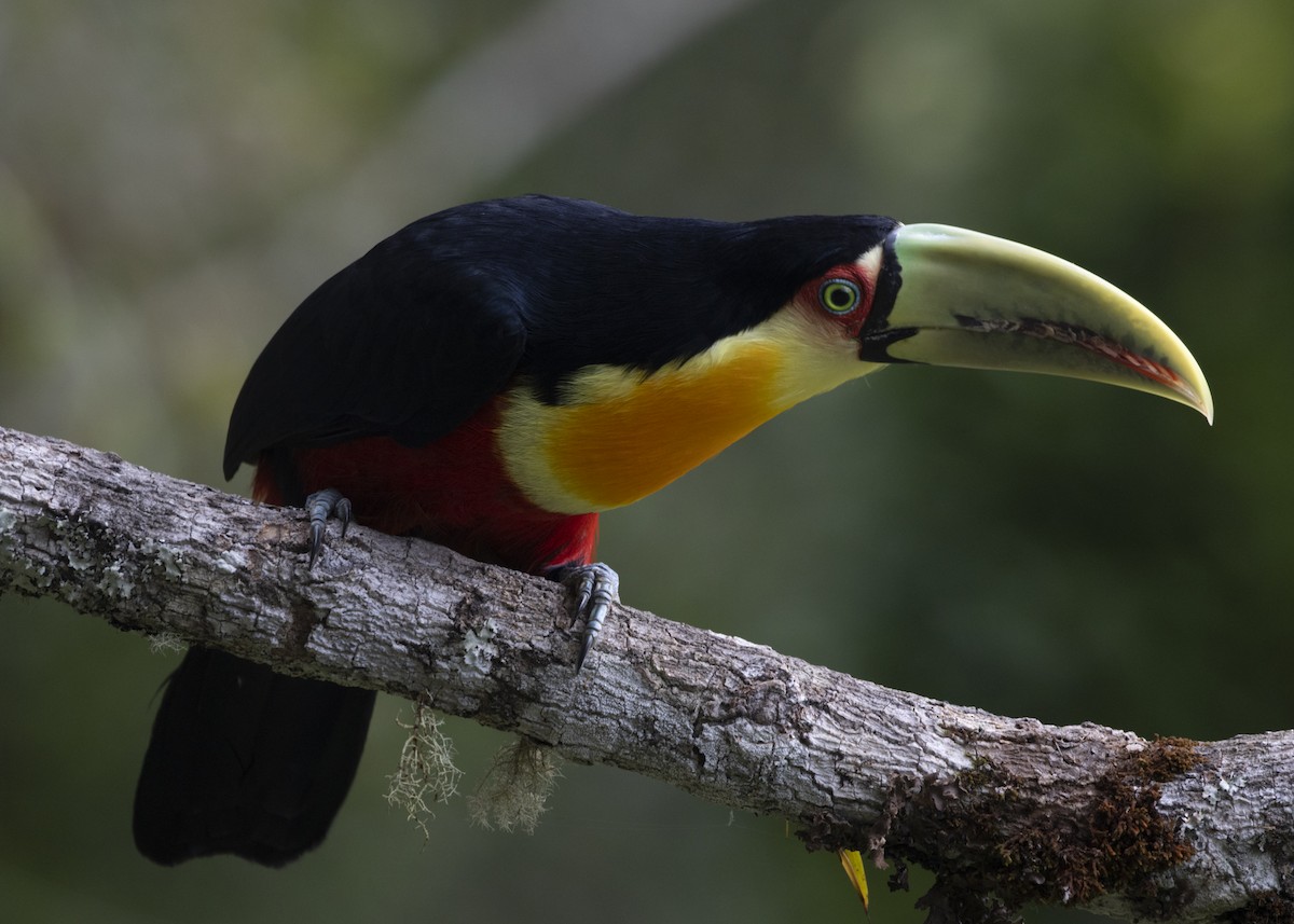 Red-breasted Toucan - ML585991421