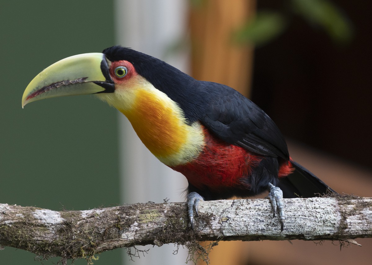 Red-breasted Toucan - ML585991431