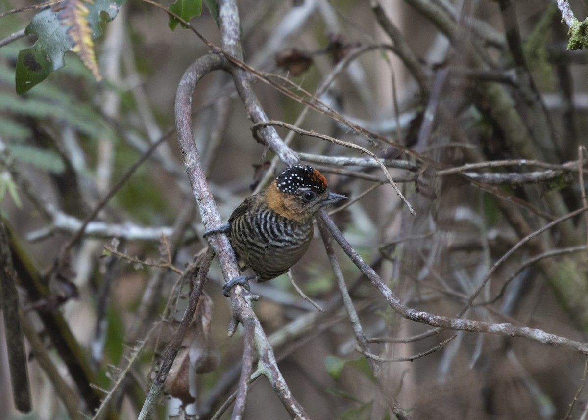 Ochre-collared Piculet - ML585991801