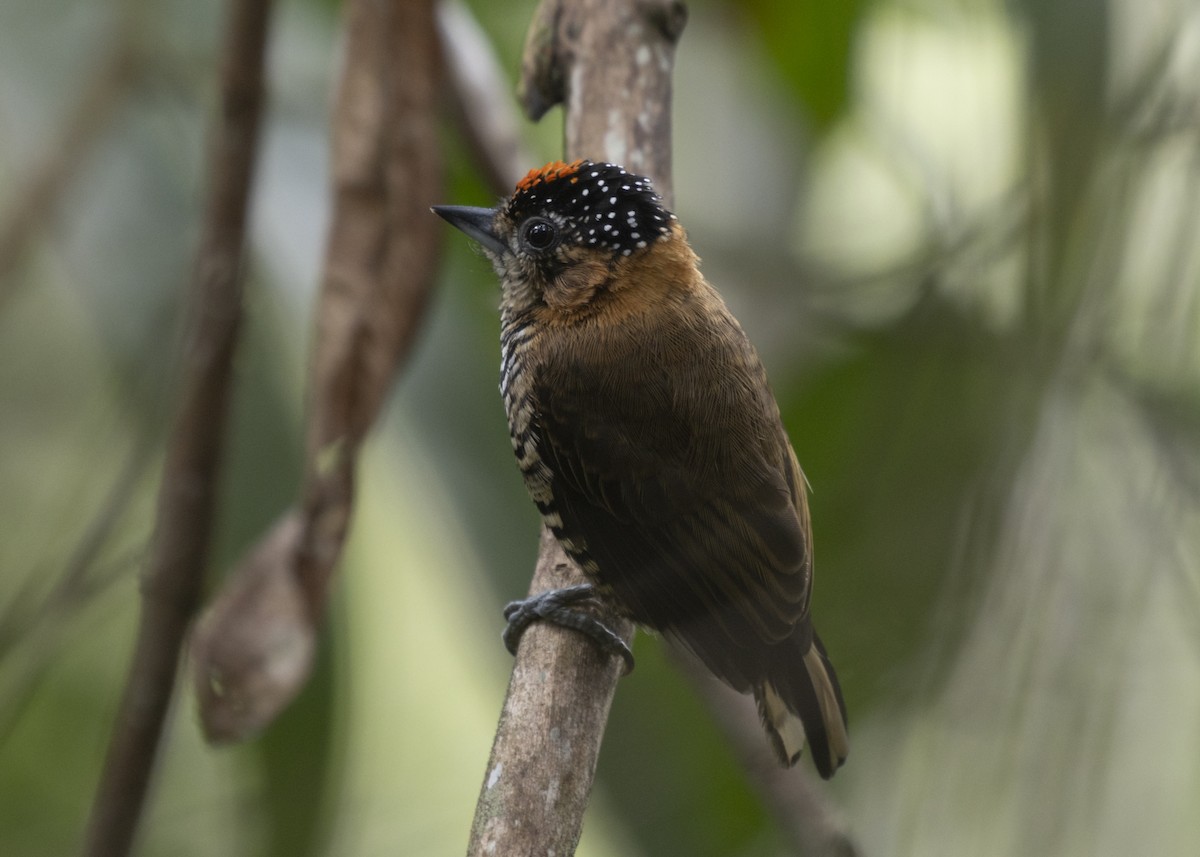 Ochre-collared Piculet - ML585991811