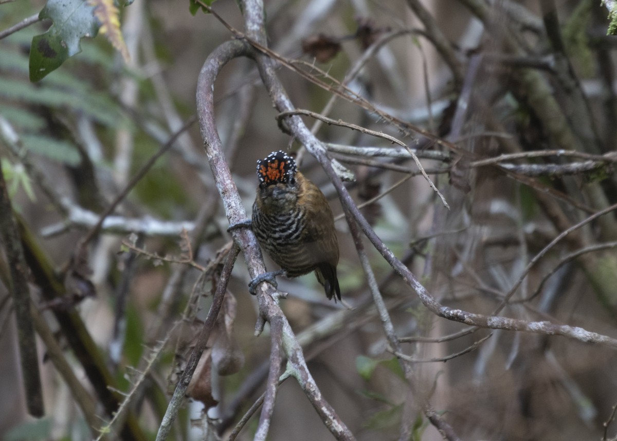 Ochre-collared Piculet - ML585991821
