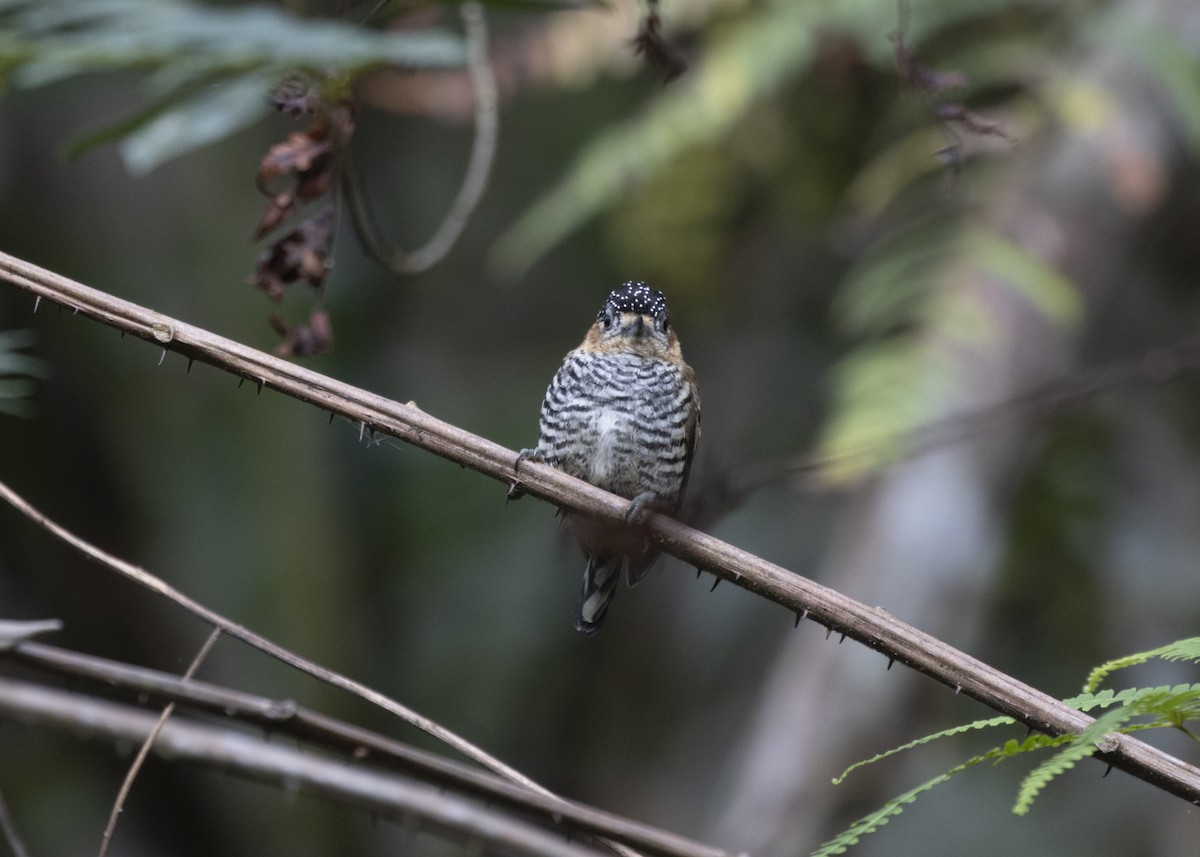 Ochre-collared Piculet - ML585991831