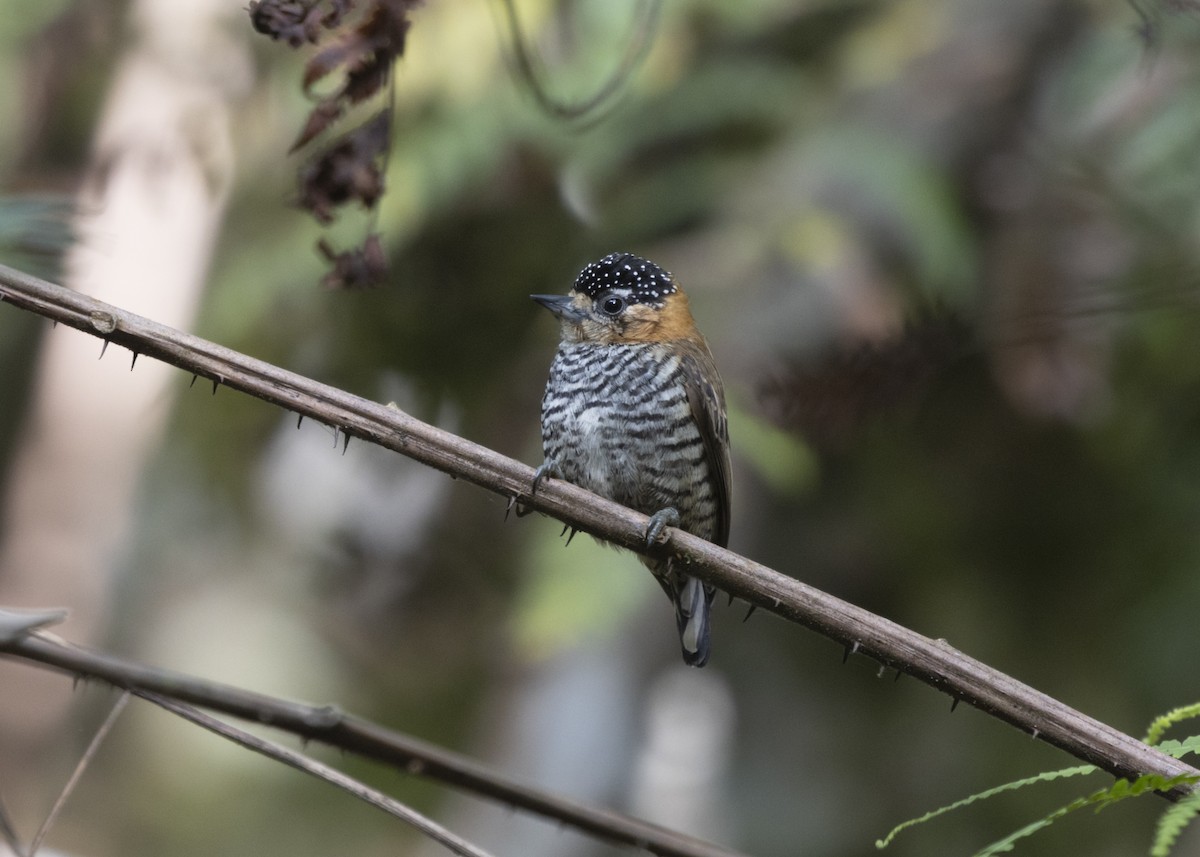 Ochre-collared Piculet - ML585991841