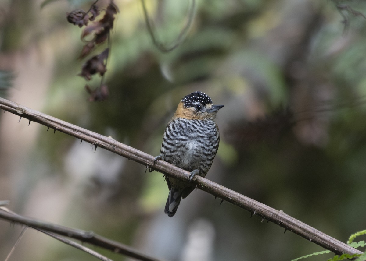 Ochre-collared Piculet - ML585991861