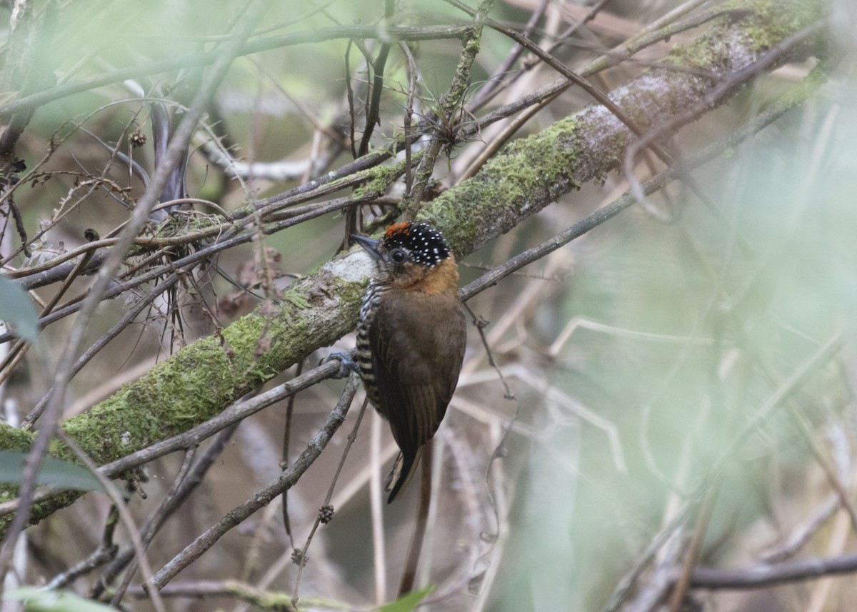 Ochre-collared Piculet - ML585991901