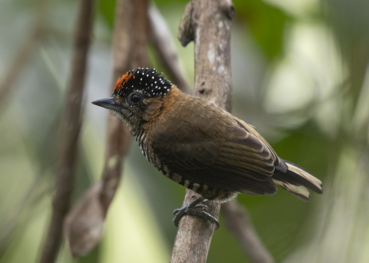 Ochre-collared Piculet - ML585991911