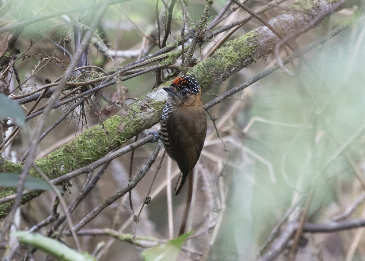 Ochre-collared Piculet - ML585991921