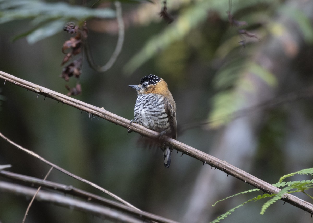 Ochre-collared Piculet - ML585991931