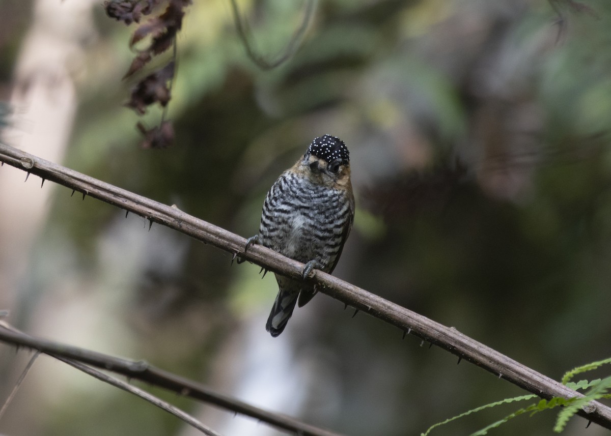 Ochre-collared Piculet - ML585991941