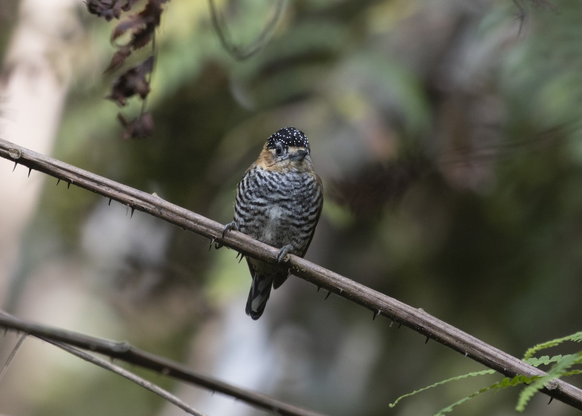 Ochre-collared Piculet - ML585991971
