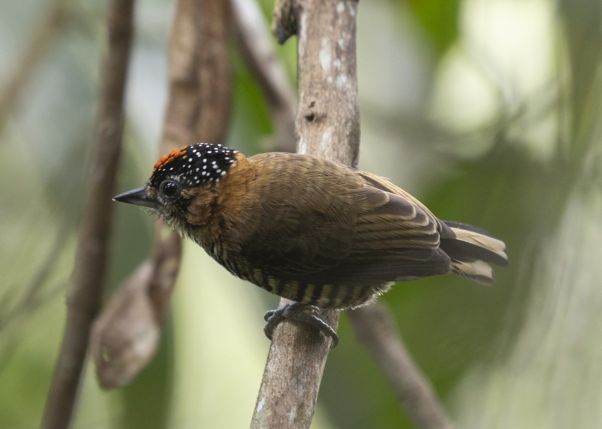Ochre-collared Piculet - ML585991981