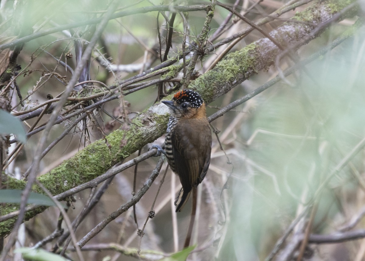Ochre-collared Piculet - ML585991991