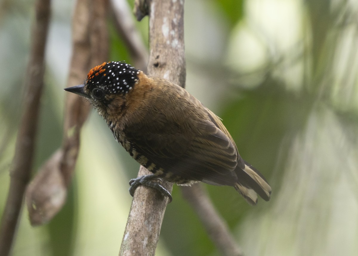 Ochre-collared Piculet - ML585992001