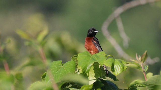 Orchard Oriole - ML585992561