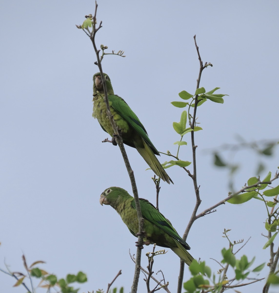 Olive-throated Parakeet - ML585996571