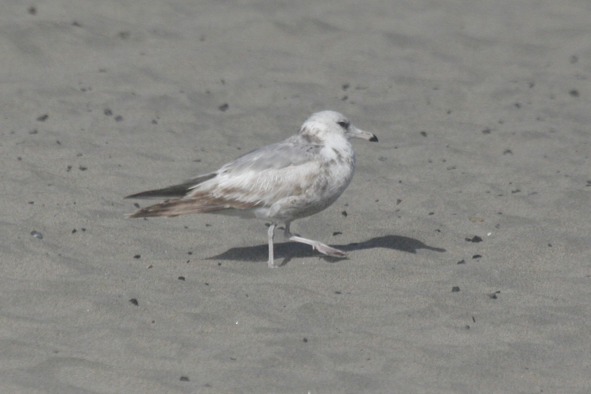 California Gull (albertaensis) - ML586002281