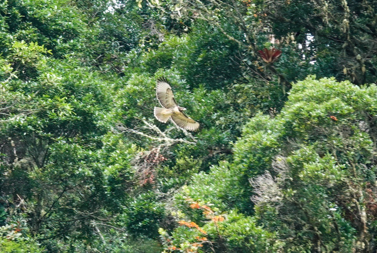 Red-tailed Hawk (costaricensis) - ML586005671