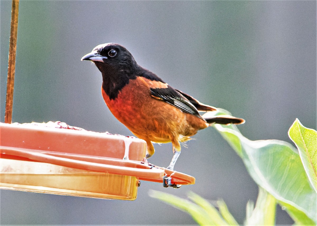 Orchard Oriole - ML586006131