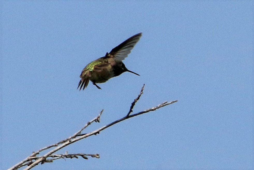 Calliope Hummingbird - ML586008101