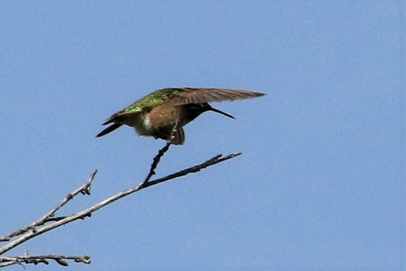 Calliope Hummingbird - ML586008111