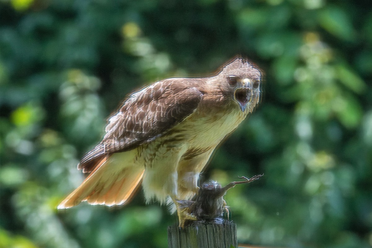 Red-tailed Hawk - ML586008931