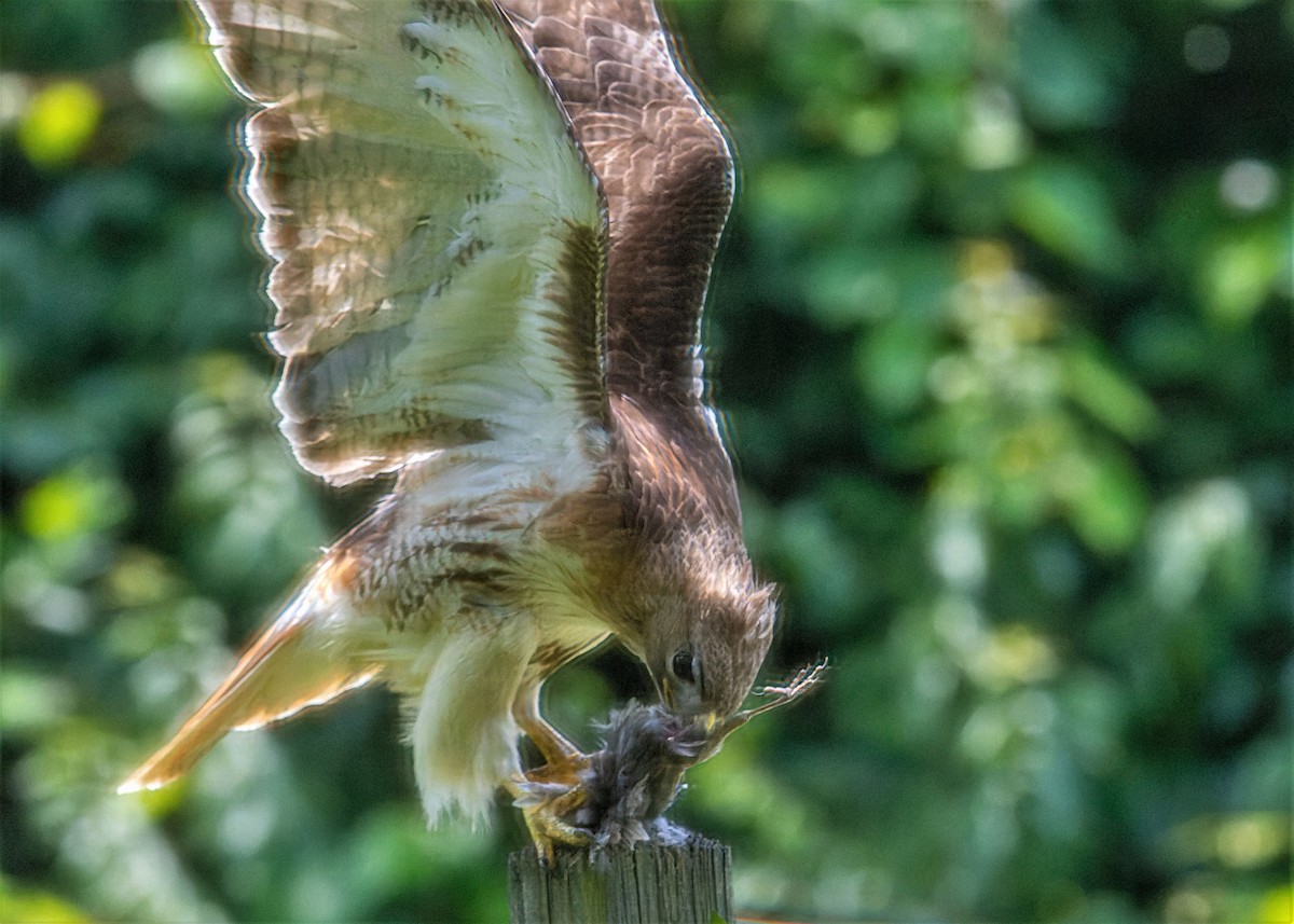 Red-tailed Hawk - ML586009231