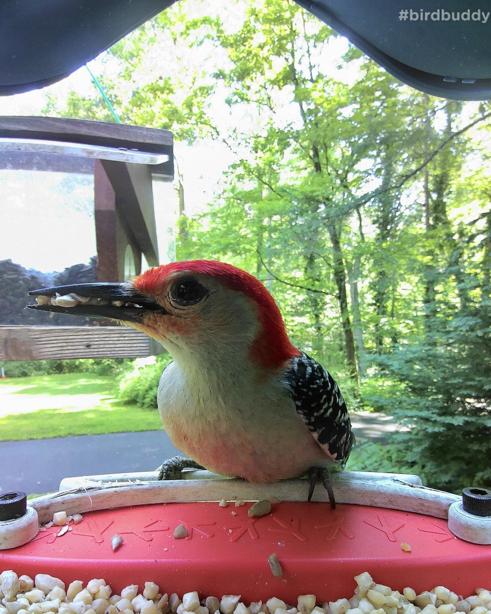 Red-bellied Woodpecker - ML586015171