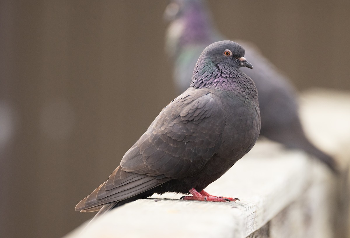 Rock Pigeon (Feral Pigeon) - ML586021281