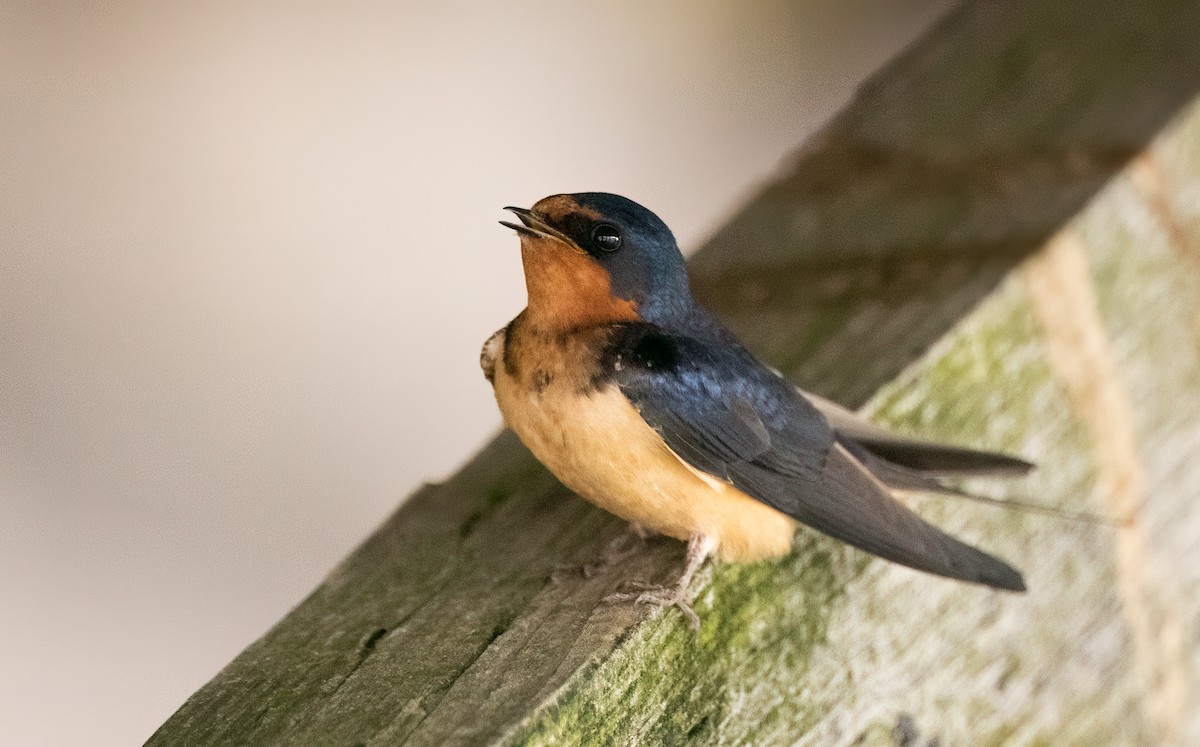 Barn Swallow - Phil Green