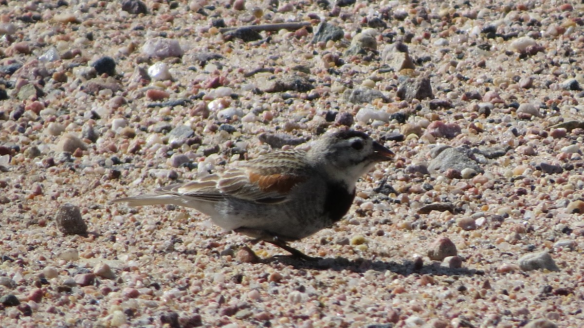 Thick-billed Longspur - ML586023181